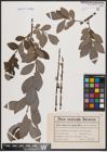 Foto von Salix caprea L. x Salix cinerea L.